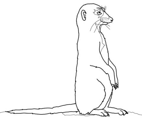 Suricate Or Meerkat Coloring Page